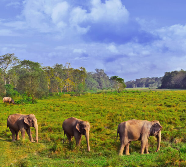 Chitwan Jungle Safari Tour Package