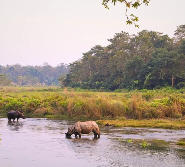 Chitwan Jungle Safari Tour Package