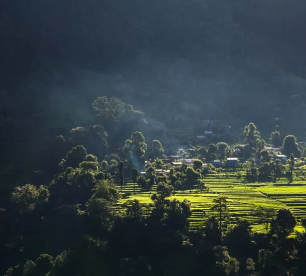 vehicle covered with green scenery