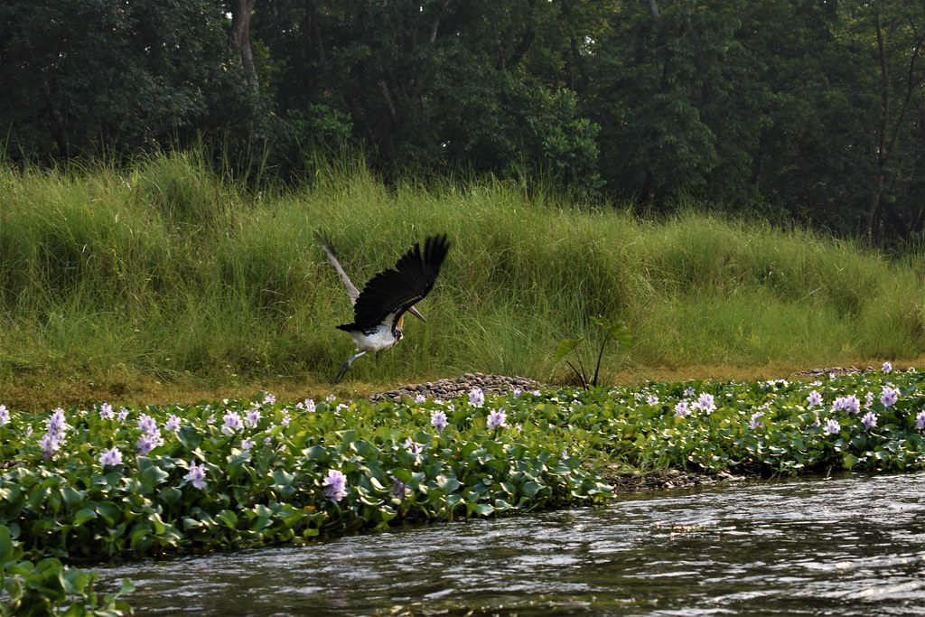 Large bird flying over riverbank with purple flowers and green vegetation