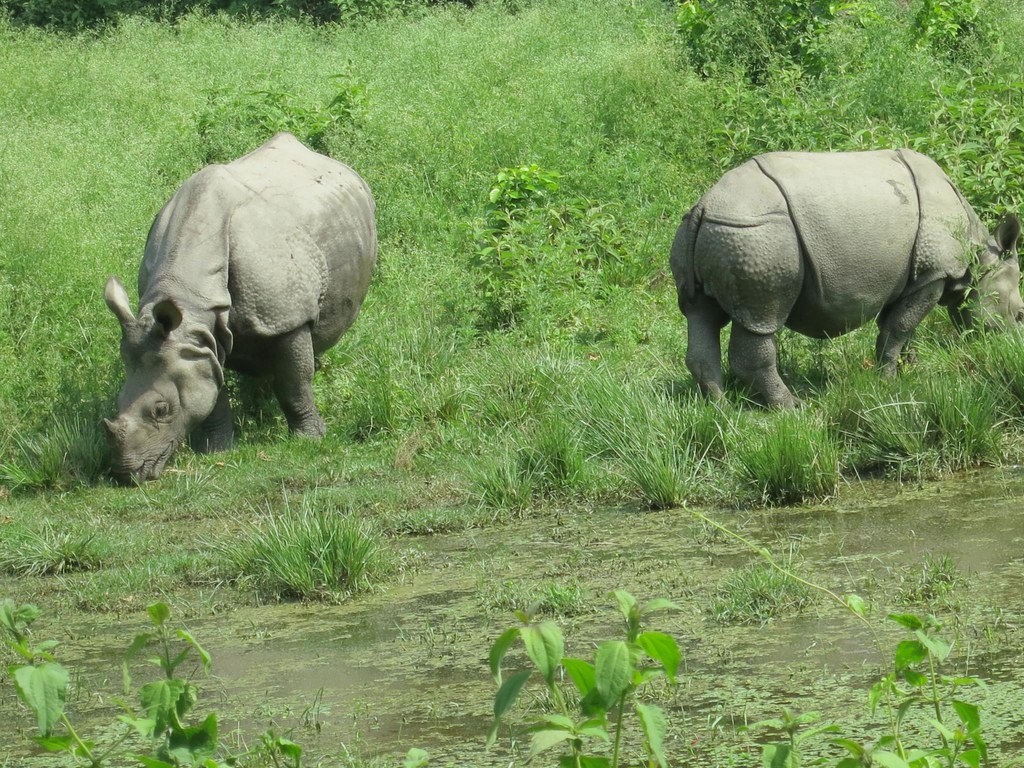 Indian rhinoceroses grazing near water in lush green habitat