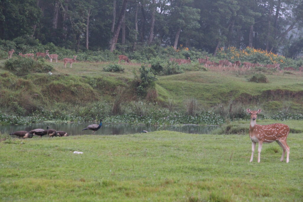 Women Travelers in Nepal observing deer and peafowls in forest