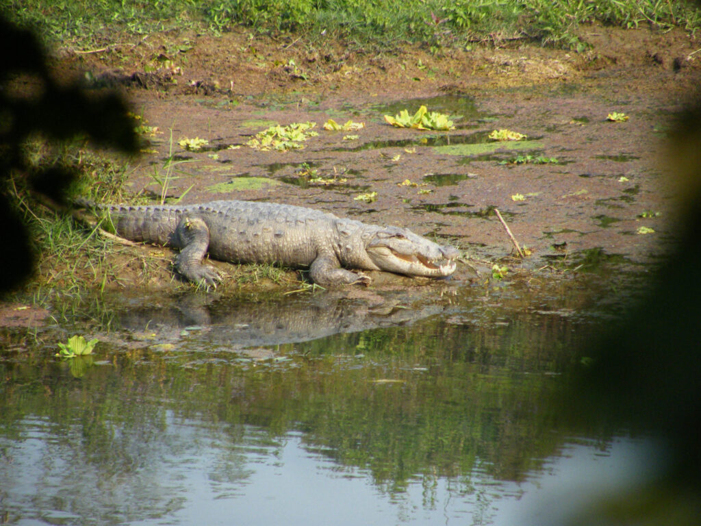 Crocodile resting near swamp edge