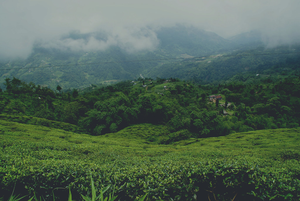 Kathmandu to Ilam by Private Car scenic tea fields