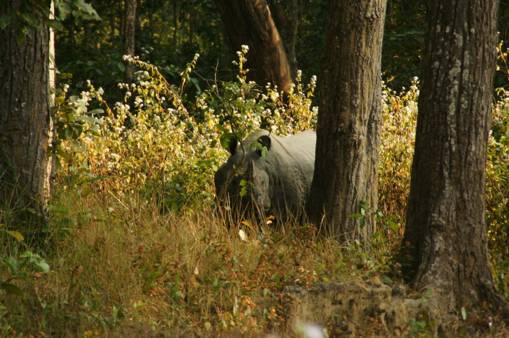 Chitwan National Park Tour