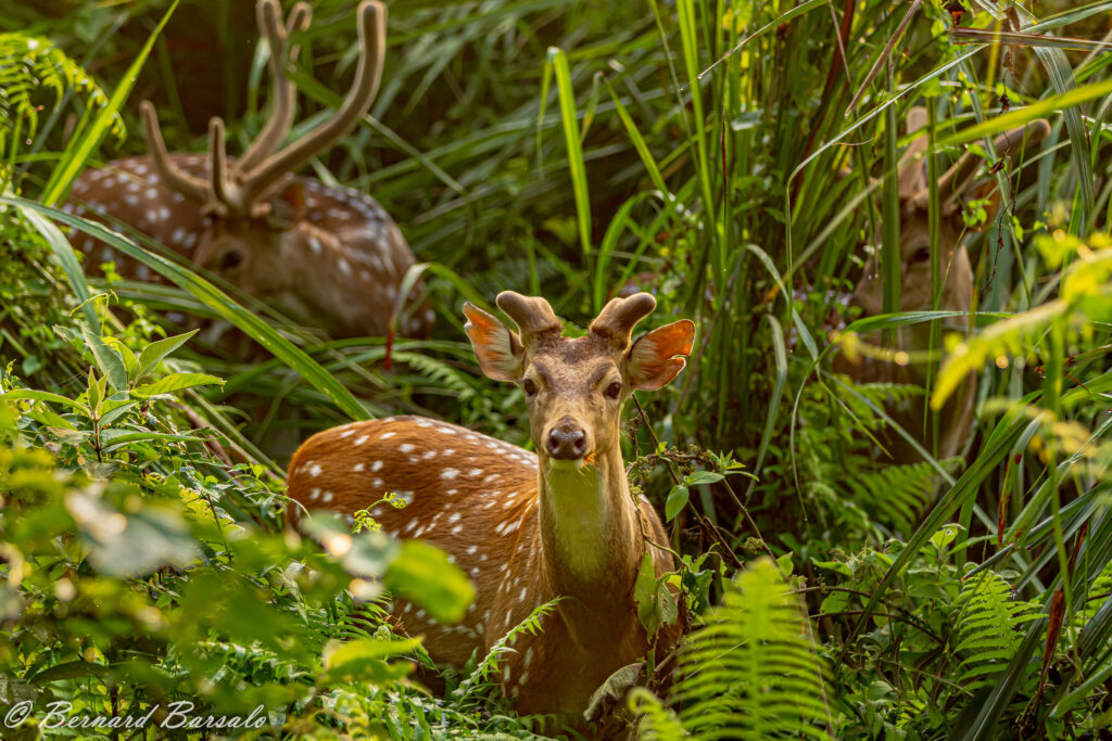Spotted deer among forest greenery