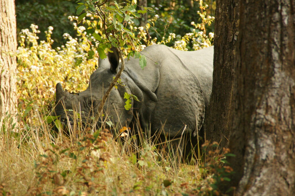 Women Travelers in Nepal spotting rhinoceros in forest
